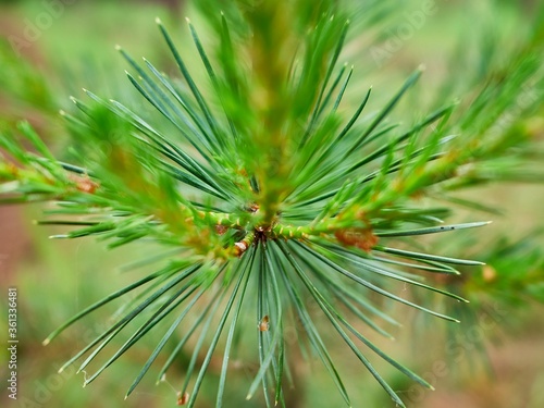 A fragment of bright green needles of a young pine tree, saturated color