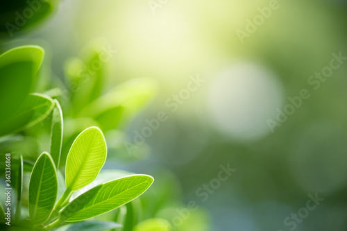 Concept nature of green leaf on blurred bokeh with copy space using as background natural, abstract background, greenery background, fresh wallpaper. © Torkiat8
