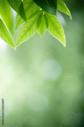 Concept nature of green leaf on blurred bokeh with copy space using as background natural  abstract background  greenery background  fresh wallpaper.