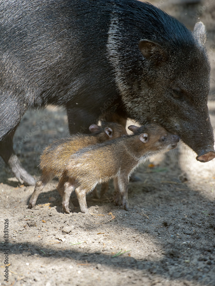 Collared Peccary (also javelina or skunk pig or pecari tajacu) is a medium-sized pig-like hoofed mammal of the family Tayassuidae (New World pigs). Two cute baby peccary with mother. First steps Collared Peccary (also javelina or skunk pig or pecari tajacu) is a medium-sized pig-like hoofed mammal of the family Tayassuidae (New World pigs). Two cute baby peccary with mother. First steps