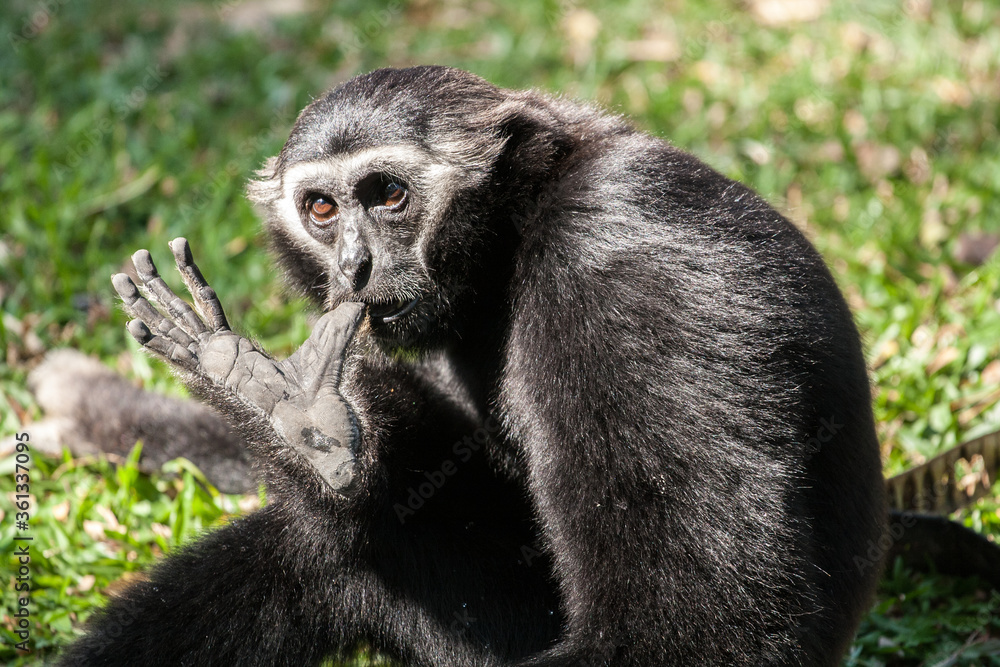 Black Gibbon in the Zoo Black Gibbon in the Zoo