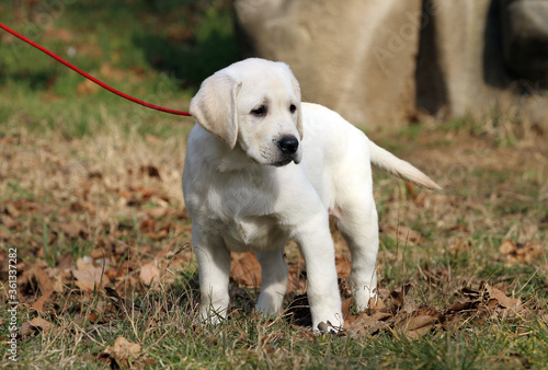 a yellow labrador in the park