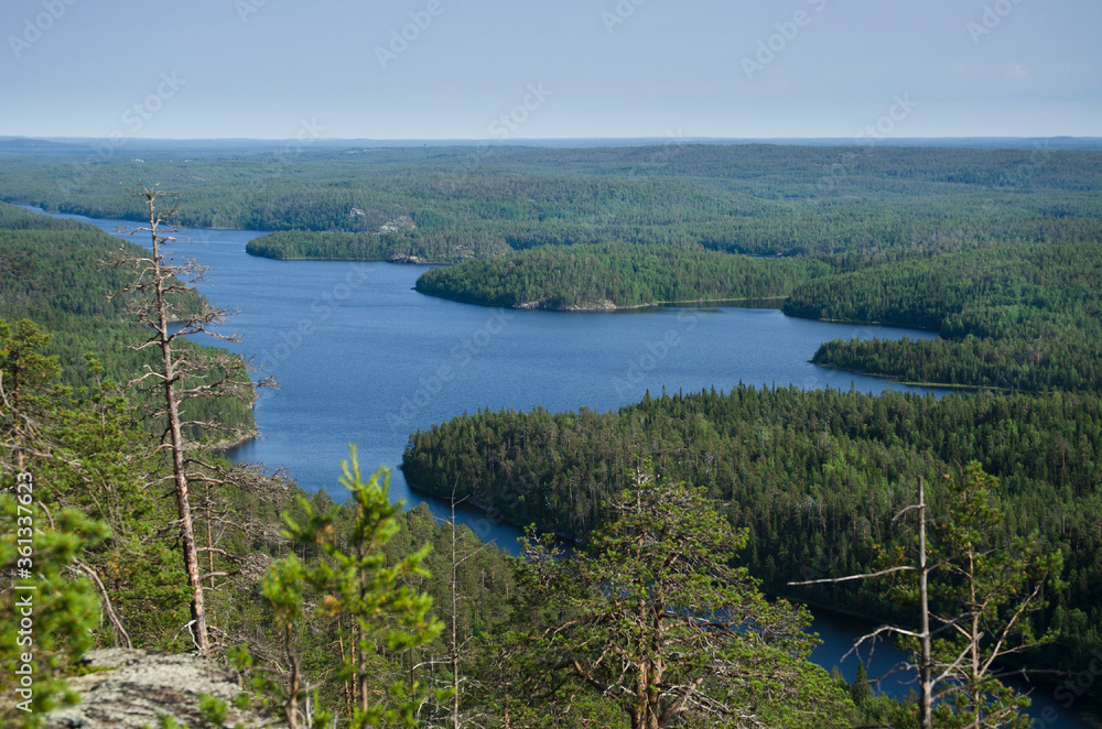 Obraz premium Forest on the rocks in Karelia