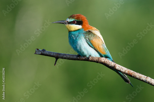 Golden bee-eater sitting on a branch