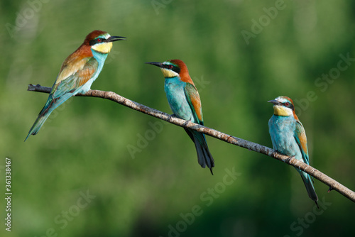 European bee-eater, merops apiaster.on Sunny morning, three birds are sitting on a branch. © Aleksei Zakharov