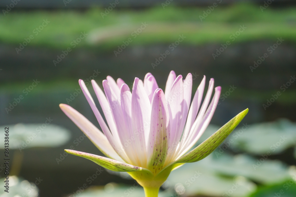 Purple lotus flower with green leaf outdoor pond Purple lotus flower with green leaf outdoor pond