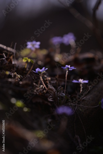Wallpaper Mural Hepatica transsilvanica on sunny day in spring forest Torontodigital.ca