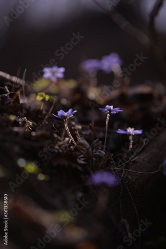 Hepatica transsilvanica on sunny day in spring forest
