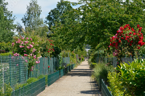 Bild auf Leinwand kletterrosen in kleingarten