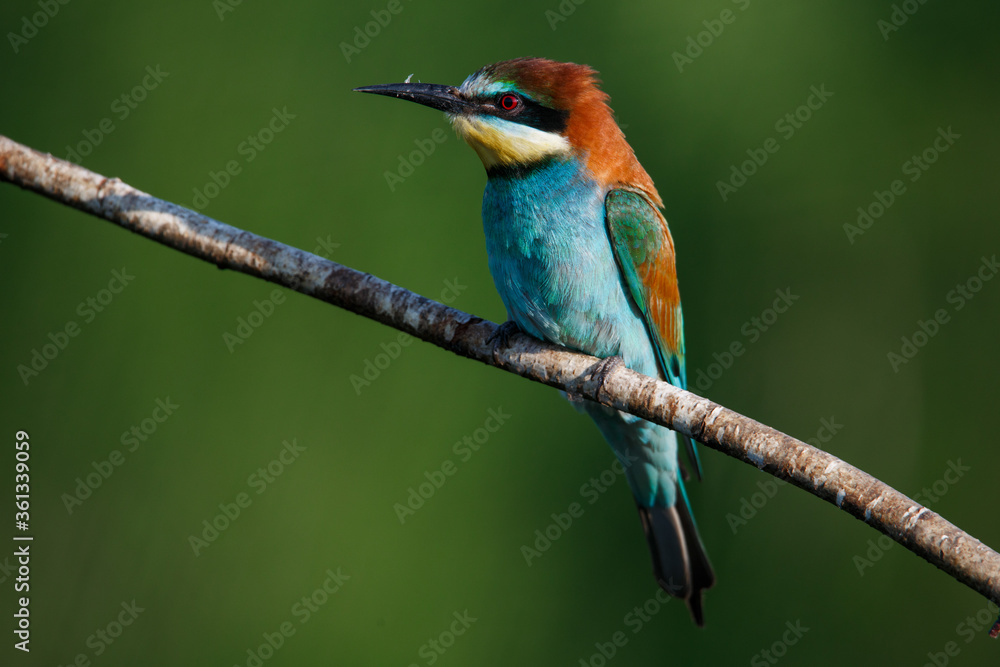 Golden bee-eater sitting on a branch Golden bee-eater sitting on a branch