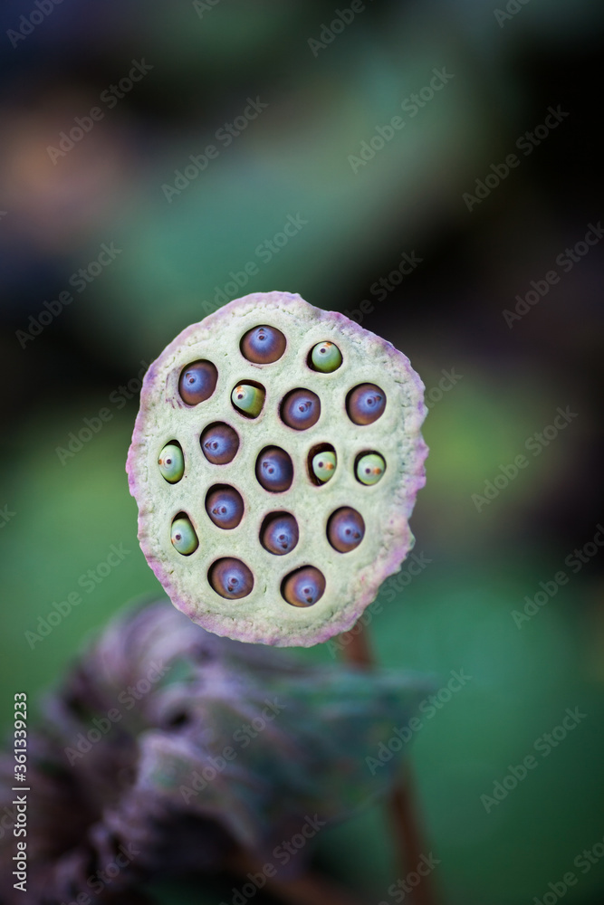 lotus seeds in the garden lotus seeds in the garden