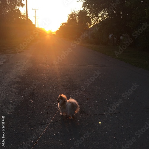 dog on the road