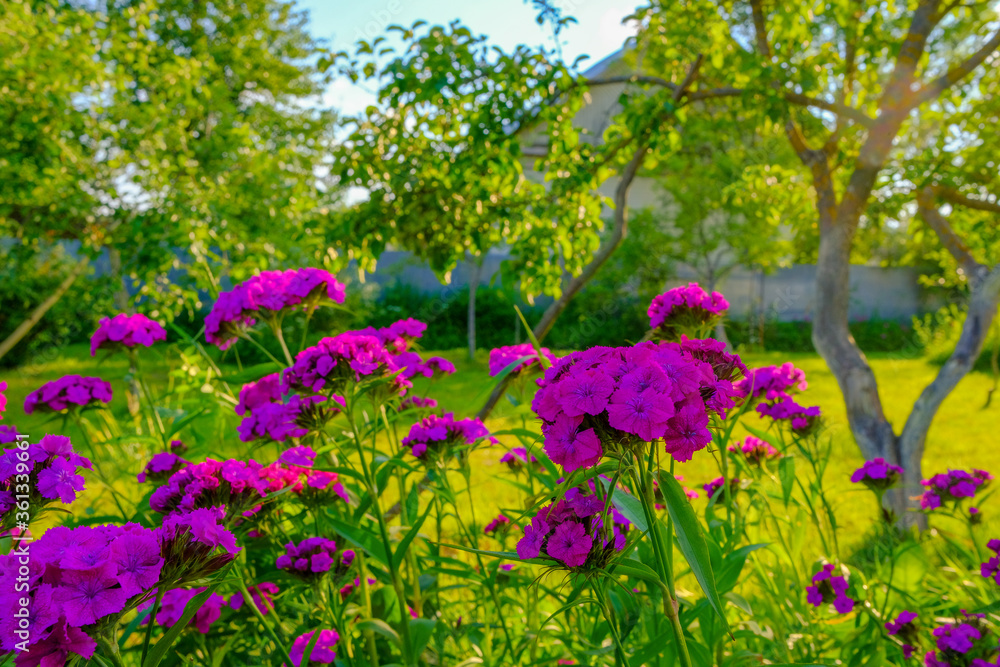 Purple flowers of Turkish carnations in the garden. Blurred background. The evening of a summer day. Warm orange light of the setting sun. Theme for postcards. Copy space. Purple flowers of Turkish carnations in the garden. Blurred background. The evening of a summer day. Warm orange light of the setting sun. Theme for postcards. Copy space.