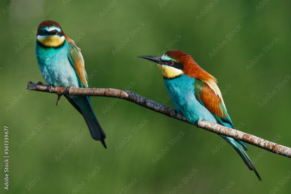 Fototapeta premium Golden bee-eater sitting on a branch