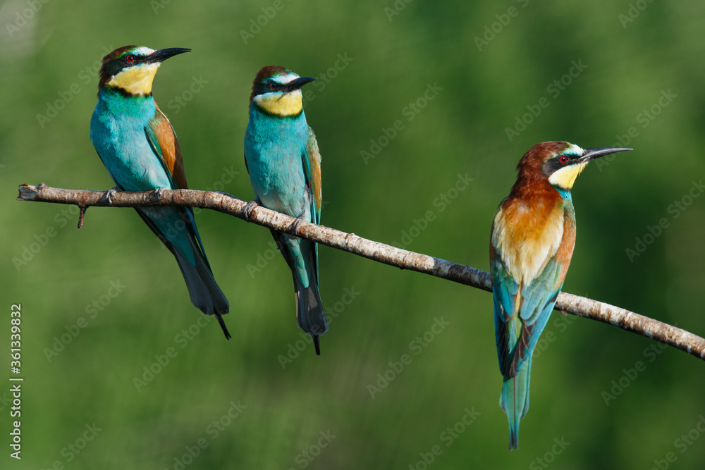 European bee-eater, merops apiaster.on Sunny morning, three birds are sitting on a branch. European bee-eater, merops apiaster.on Sunny morning, three birds are sitting on a branch.