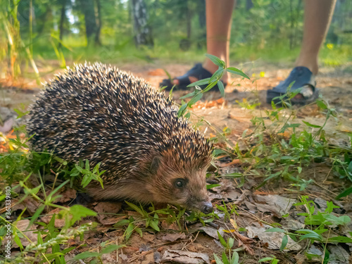 Wild big hedgehog is sitting in the green foliage in the wood, blurred background with legs of a man