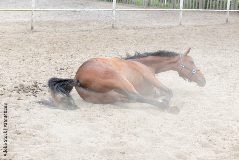 Obraz premium Horse.