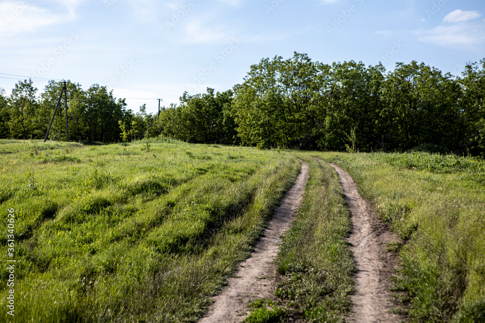 unpaved dirt road goes through a beautiful meadow and trees