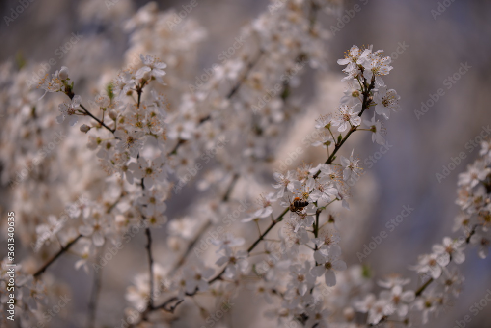 prunus armeniaca in blooming time on spring season. white flowers in the tree in sunny day prunus armeniaca in blooming time on spring season. white flowers in the tree in sunny day