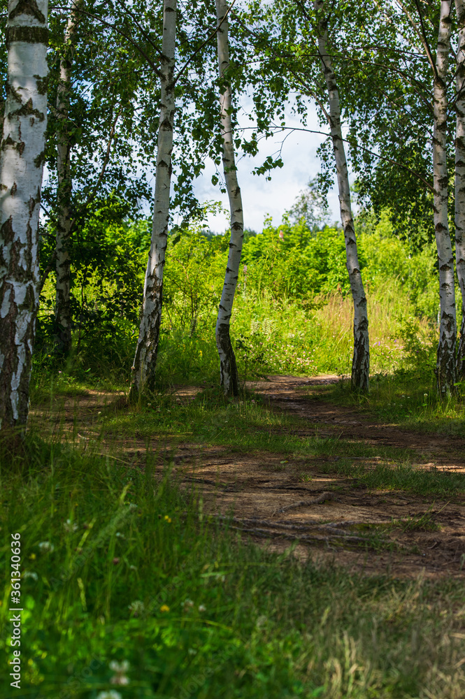 Fototapeta premium path amidst birch trees in the forest with roots on the ground