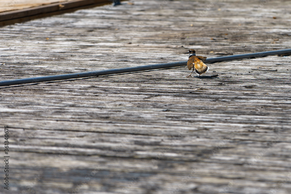 Obraz premium An adult Killdeer resting on a wooden dock
