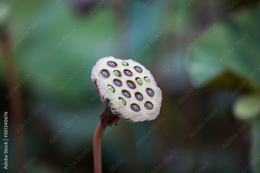 lotus seeds in the garden lotus seeds in the garden