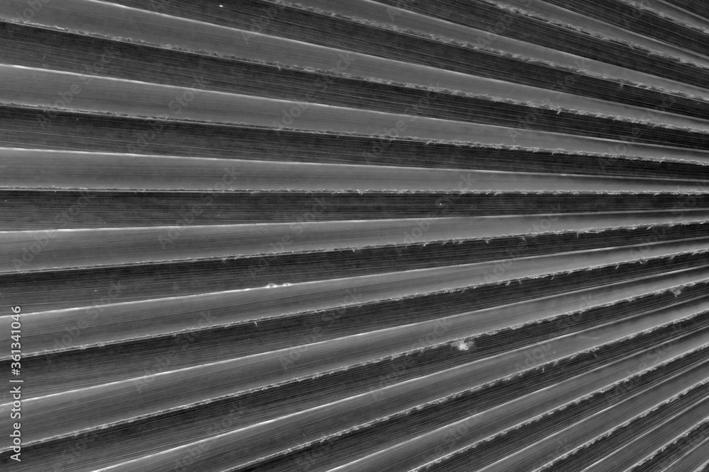 Palm leaf texture background close up Palm leaf texture background close up