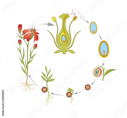 Slika na platnu Flowering plant life cycle