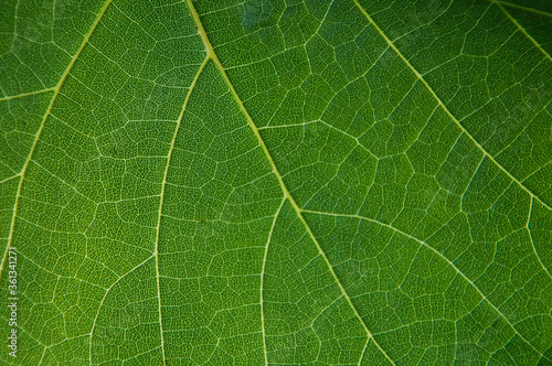 Texture of a green grape leaf. The natural background.