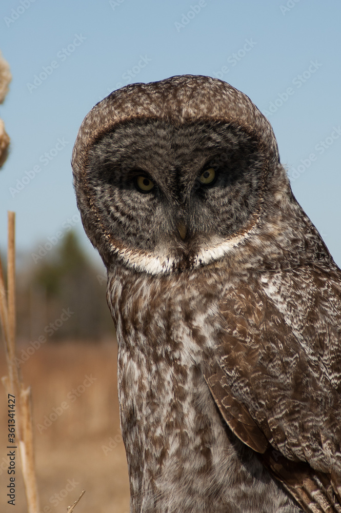 Great Gray Owl close up Great Gray Owl close up