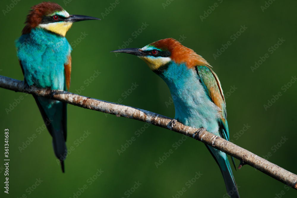 Obraz premium Golden bee-eater sitting on a branch