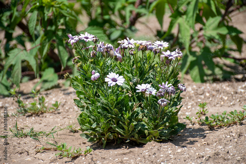 Summer flowers in Ukraine, June 2020. Macro shot. Summer flowers in Ukraine, June 2020. Macro shot.