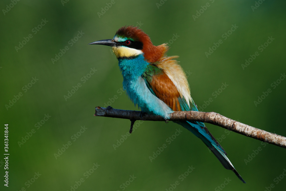 Golden bee-eater sitting on a branch