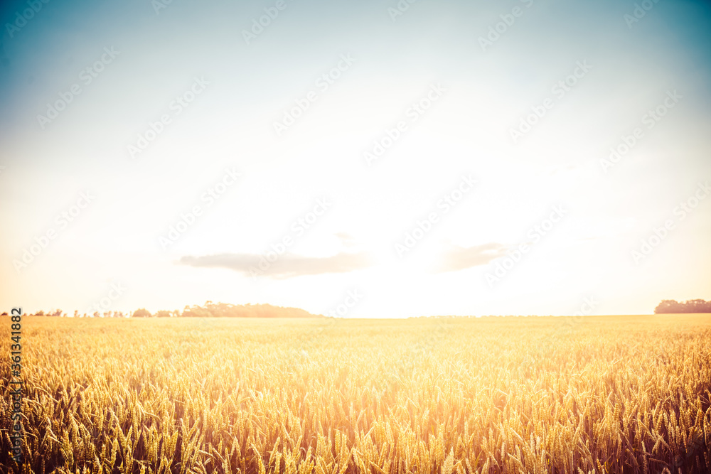 Beautiful, large field of wheat in the sunset rays