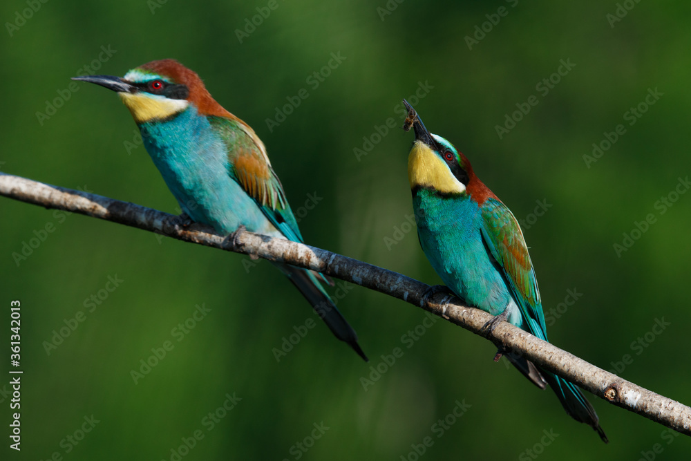 Golden bee-eater sitting on a branch Golden bee-eater sitting on a branch