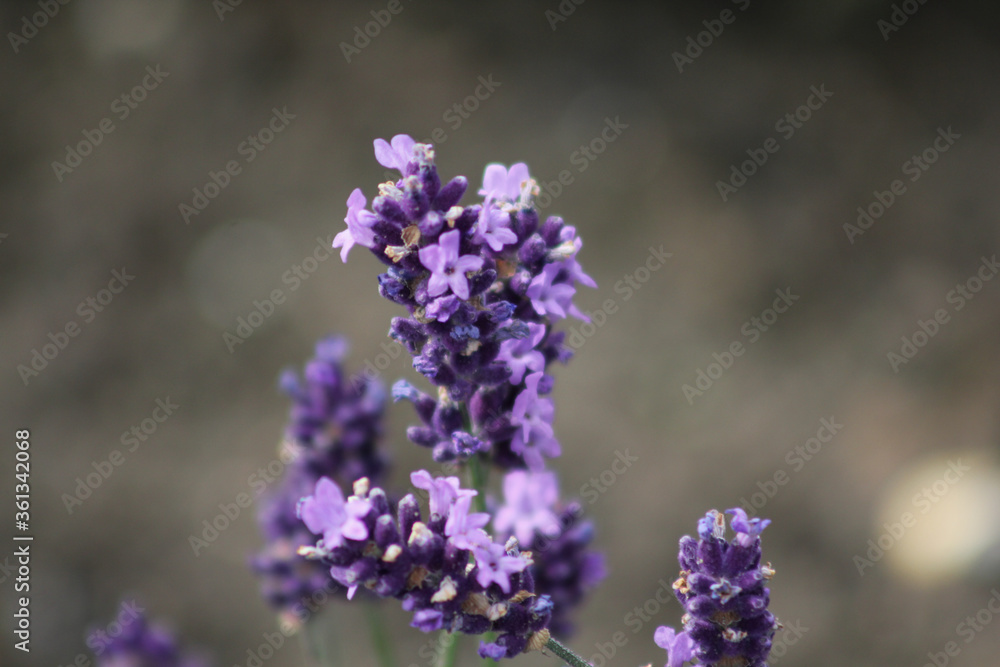 close up of lavender close up of lavender
