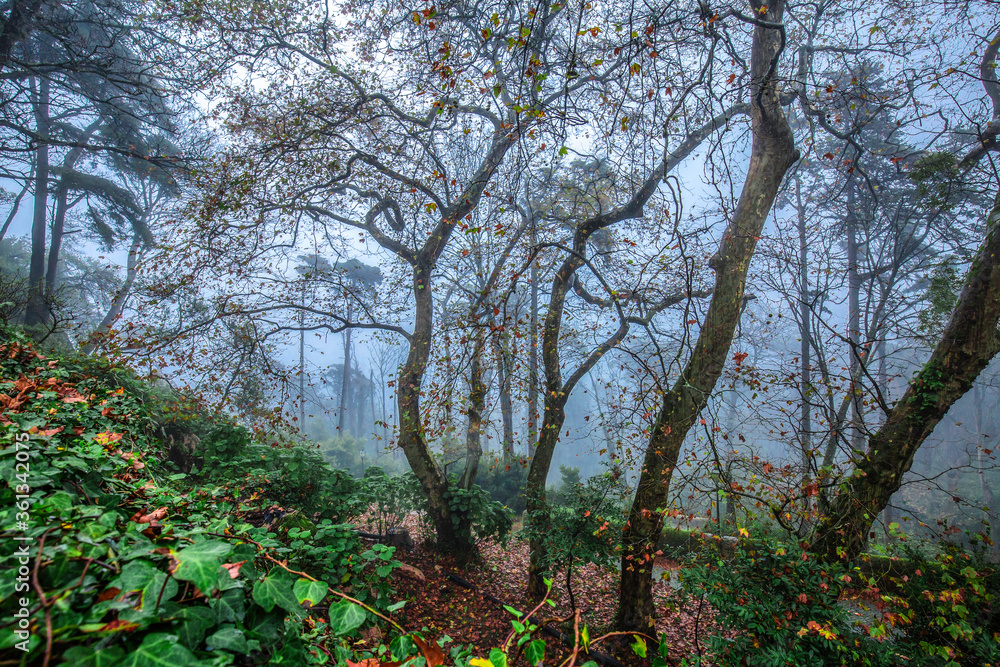 Fototapeta premium trees in autumn