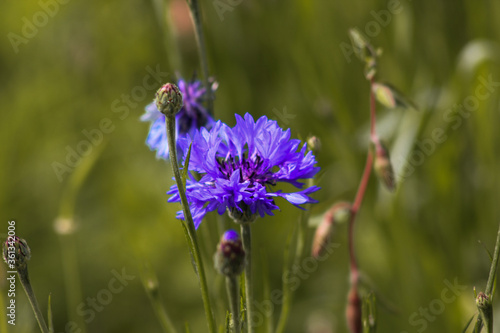 blue flowers in the field