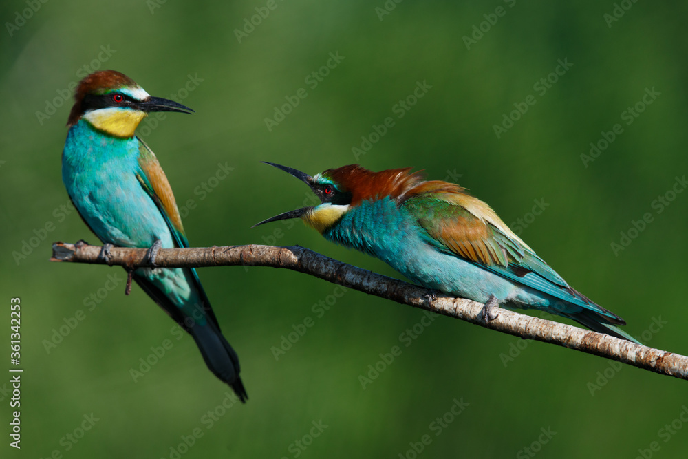 European bee eater Merops apiaster screaming at each other