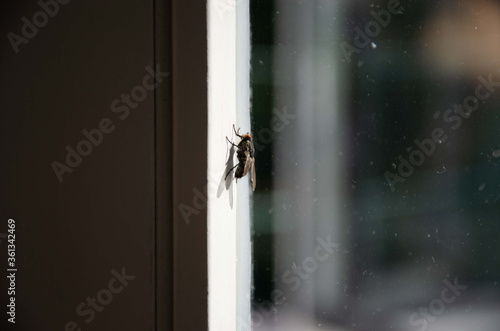 Fly on the window near the background
