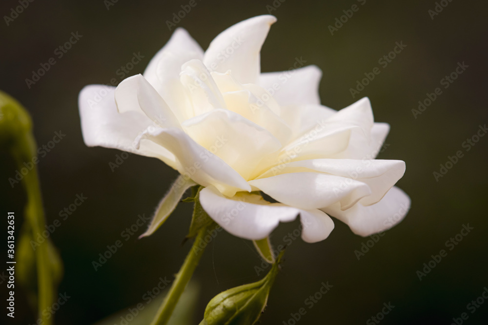 The white rose
