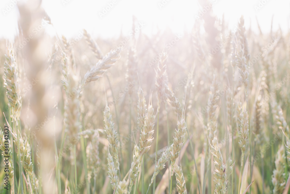 Beautiful, large field of wheat in the sunset rays Beautiful, large field of wheat in the sunset rays