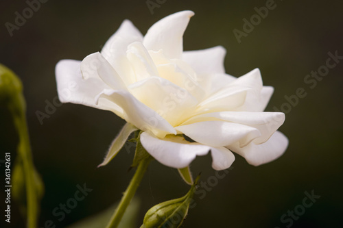 The white rose 