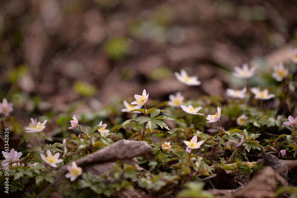 Anemone sylvestris in the forest. wild spring flower Anemone sylvestris in the forest. wild spring flower