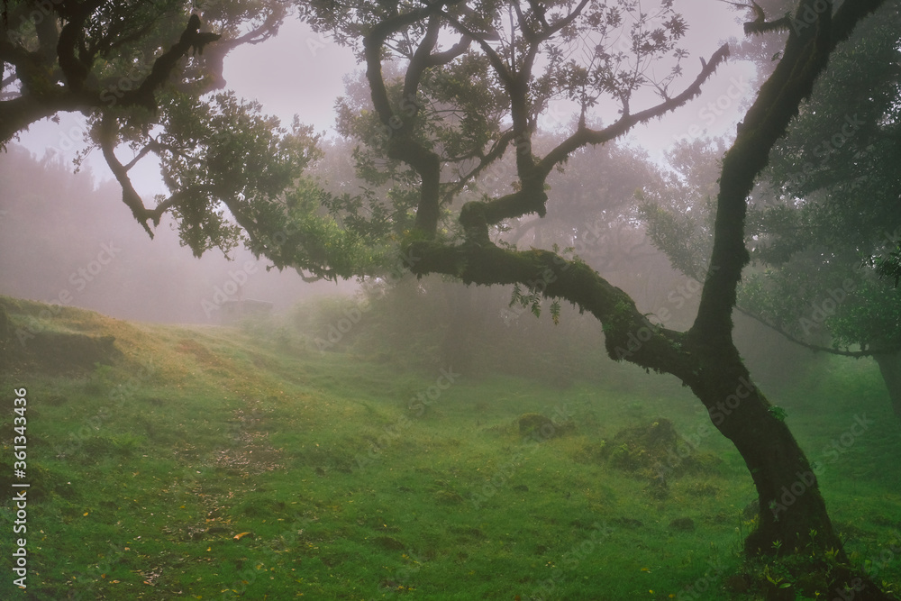 Fototapeta premium The magical twilight in the prehistoric rainforest Fanal on Madeira island, Portugal