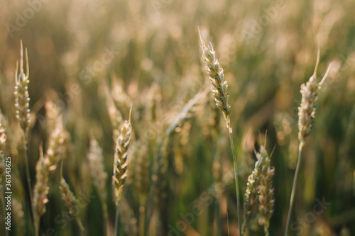 Beautiful, large field of wheat in the sunset rays