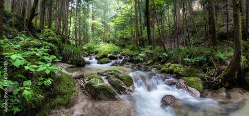 Nakasendo Trail 
Stream in the Forest photo