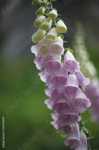 Pink colored Digitalis purpurea, the foxglove or common foxglove is very poisonous and the original source of the heart medicine digoxin. 