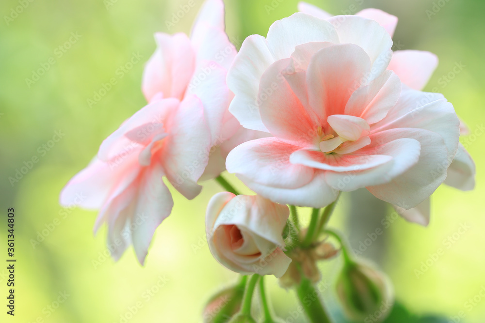 Blooming, pink geranium, beautiful and delicate flower.