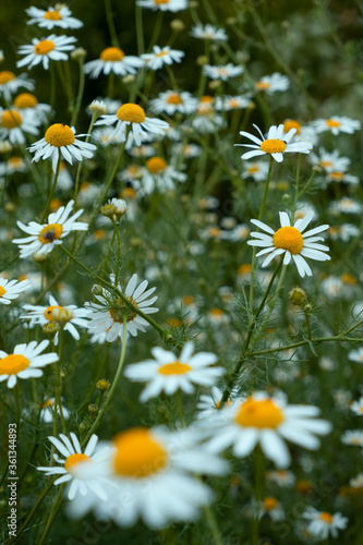 Daisy flower - Bellis Perennis in nature